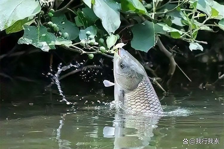 龍魚粘液過多是什么原因？