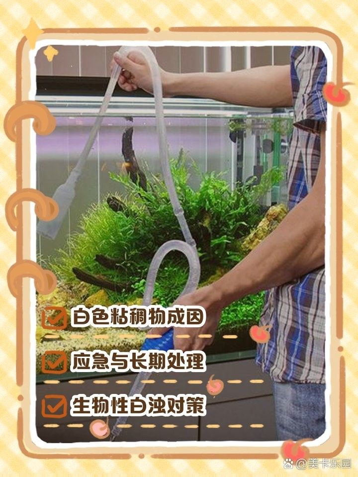 龍魚粘液過多是什么原因？