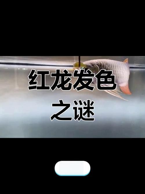 赤血紅龍的市場價格走勢如何？