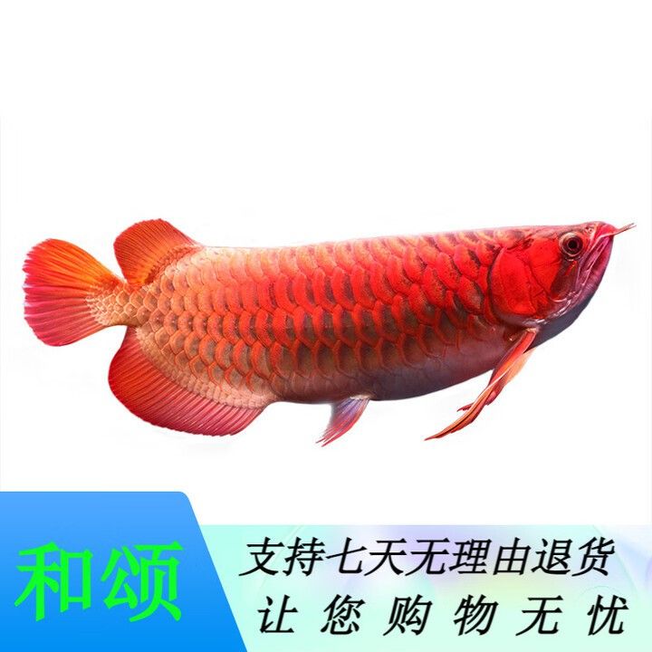 赤血紅龍的市場價格走勢如何？