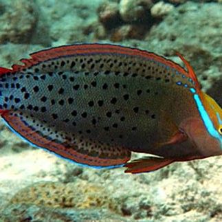 水龍魚(yú)是海里的嗎