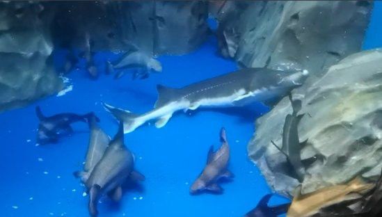 水龍魚是海里的嗎