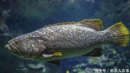 魚龍吃什么飼料：龍躉魚是一種生活在熱帶和亞熱帶和亞熱帶海洋的底層