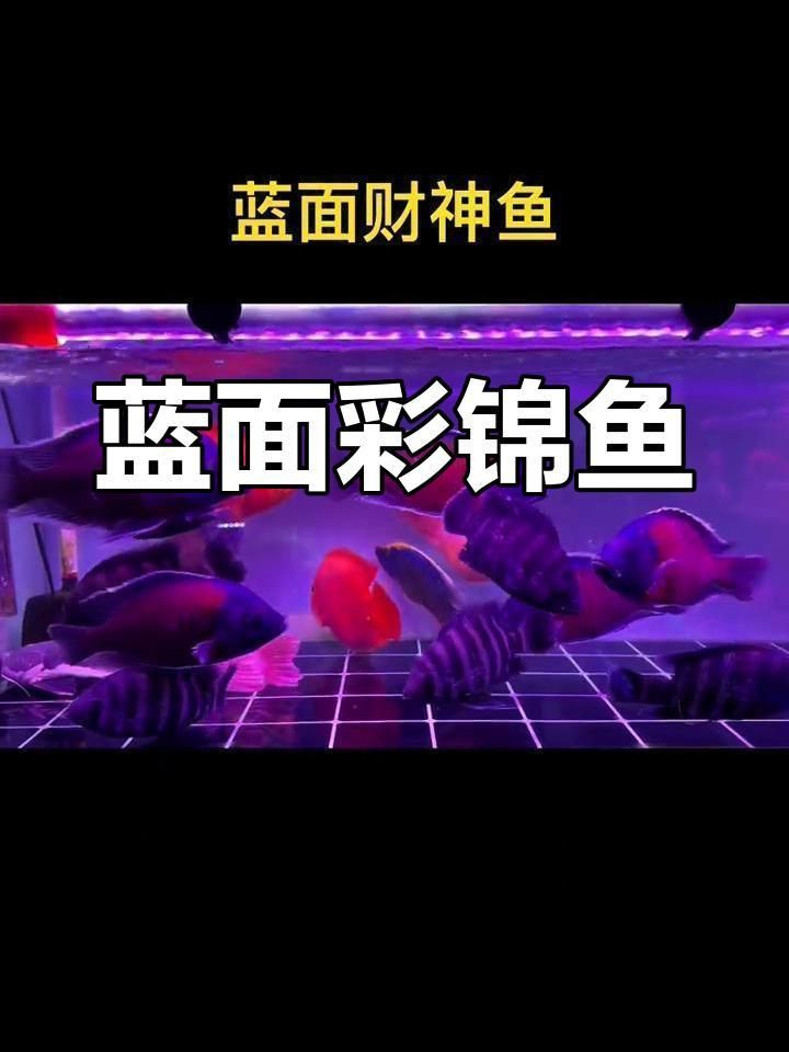 藍面財神魚是什么魚