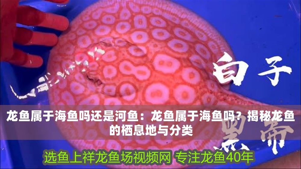 龍魚屬于海魚嗎還是河魚：龍魚屬于海魚嗎？揭秘龍魚的棲息地與分類