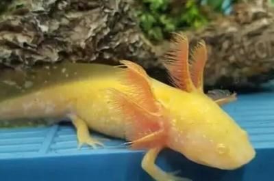 恐龍魚難養(yǎng)嗎（恐龍魚的飼養(yǎng)難度中等偏上，恐龍魚飼養(yǎng)難度中等偏上）