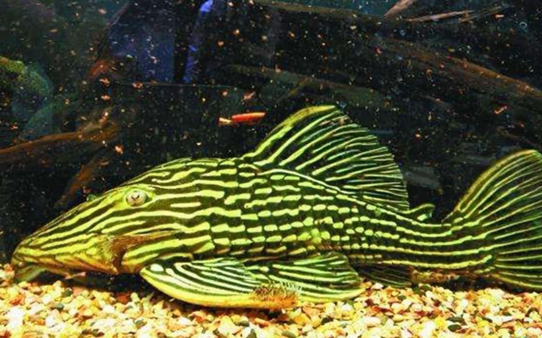 綠皮皇冠豹能當工具魚嗎