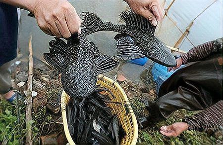 綠皮皇冠豹能當工具魚嗎