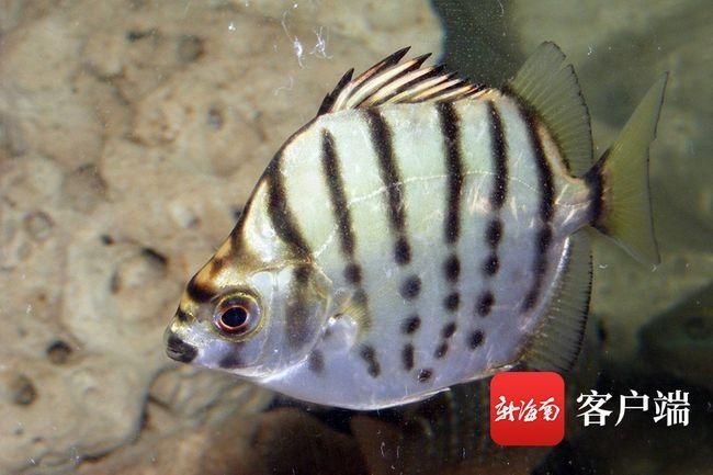 銀古魚苗水溫調控方法：銀古魚苗的水溫調控方法
