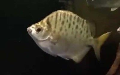 銀古魚苗水溫調控方法：銀古魚苗的水溫調控方法