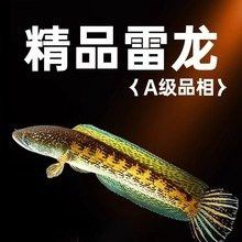 七彩龍魚的市場(chǎng)價(jià)格是多少？