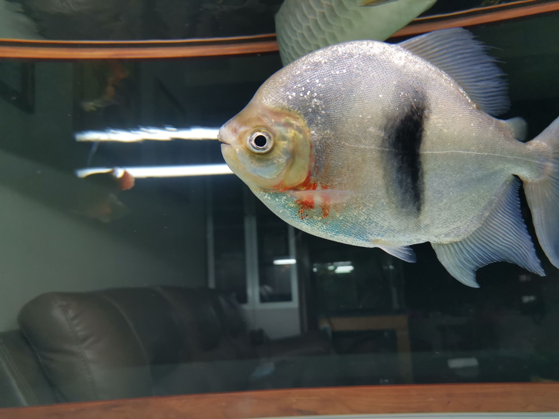 白子銀板咬龍魚（白子銀板魚可以和什么魚混養）