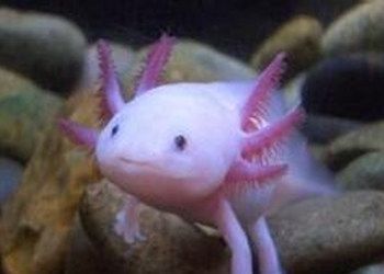 六角龍魚貴不貴呀，六角龍魚價(jià)格與市場定位分析