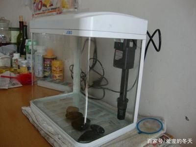 印尼紅龍魚好養(yǎng)嗎怎么養(yǎng)殖視頻講解