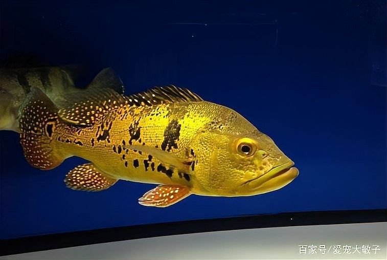 龍魚跟巴西亞混養