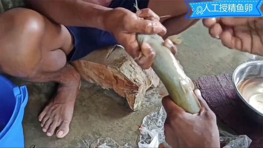 如何提高銀龍魚繁殖的成功率？