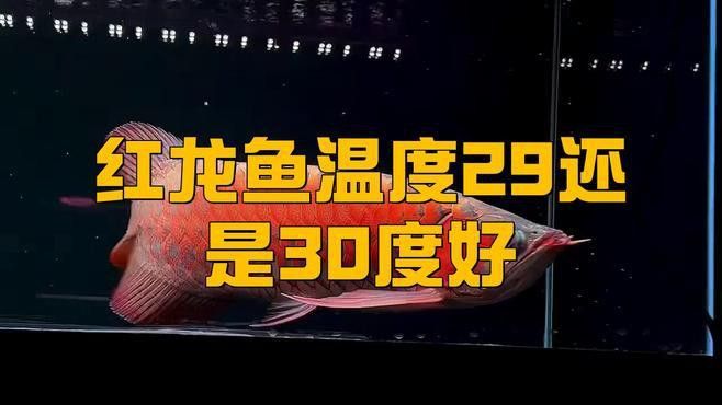 小紅龍魚溫度多少合適養(yǎng)活