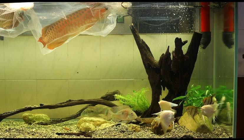 大型龍魚缸造景效果圖片大全