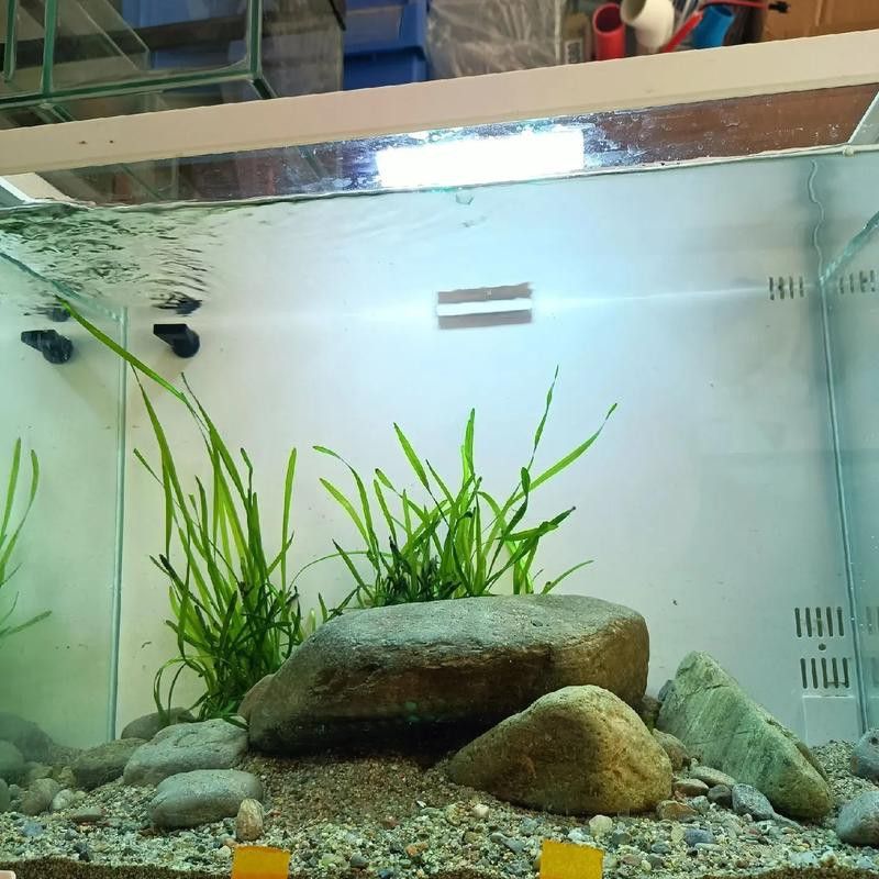大型龍魚缸造景效果圖片大全