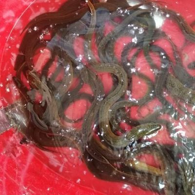 雪龍魚繁殖周期管理：雪龍魚性成熟期管理方法，雪龍魚繁殖成功率提升策略