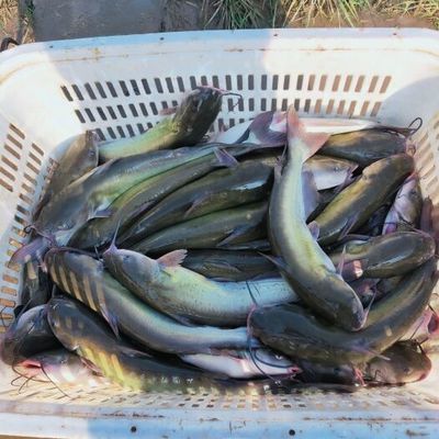 雪龍魚繁殖周期管理：雪龍魚性成熟期管理方法，雪龍魚繁殖成功率提升策略