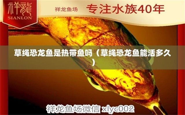 草繩恐龍魚能和什么魚養在一起，草繩恐龍魚可以與大型脂鯉科魚、慈鯛科魚、鯰科魚等大型魚類混養