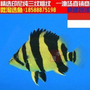 印尼紅龍魚苗價格多少錢一條（印尼紅龍魚價格、批發報價、價格大全）