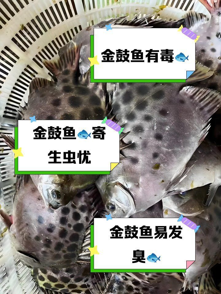 龍魚配魚的最佳數(shù)量是多少？