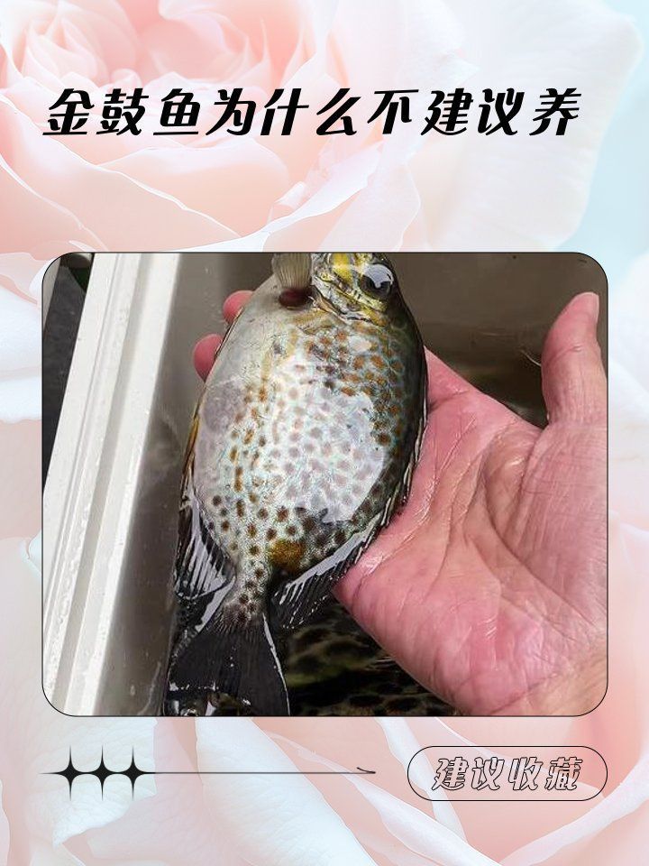 龍魚配魚的最佳數(shù)量是多少？