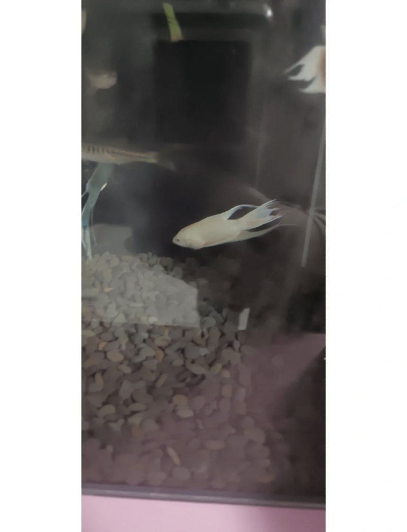 金線丹和半線丹區(qū)別