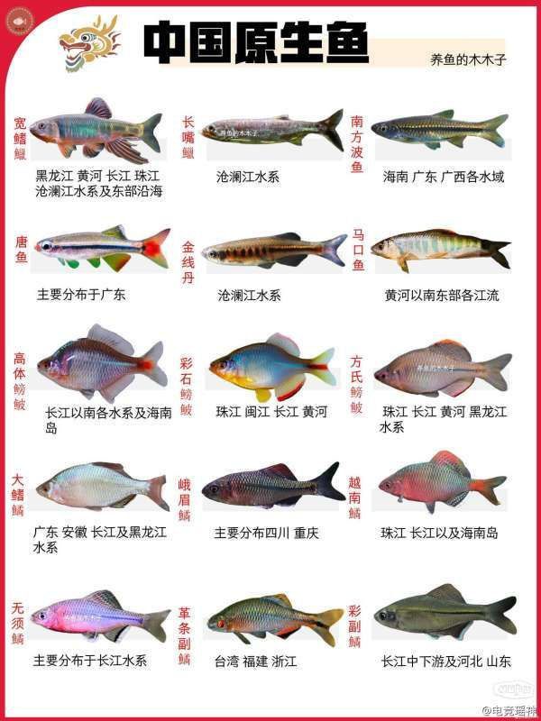 金線丹和半線丹區(qū)別