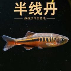 金線丹和半線丹區(qū)別