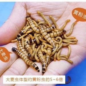 龍魚吃大麥蟲干好嗎（龍魚吃大麥蟲干合適嗎）