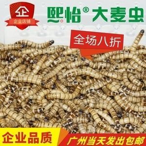 龍魚吃大麥蟲干好嗎（龍魚吃大麥蟲干合適嗎）