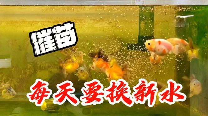 幼魚喂食量控制要點：幼魚喂食量控制的要點