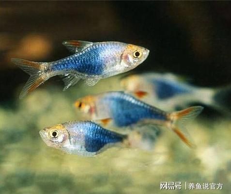 幼魚喂食量控制要點：幼魚喂食量控制的要點