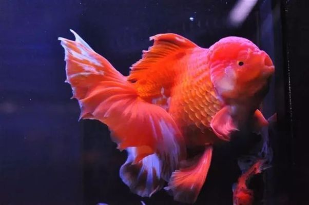 幼魚喂食量控制要點：幼魚喂食量控制的要點
