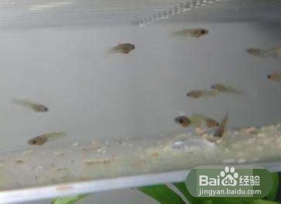 幼魚喂食量控制要點：幼魚喂食量控制的要點