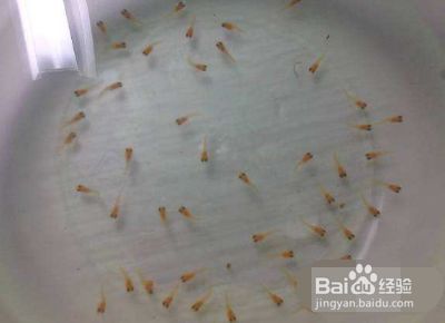 幼魚喂食量控制要點：幼魚喂食量控制的要點
