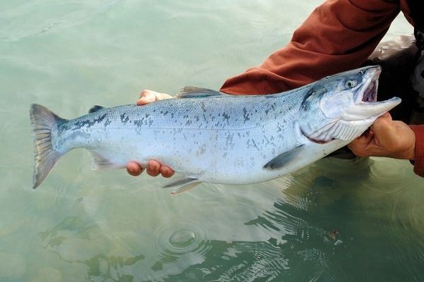 什么品種的金龍魚最貴（最貴的金龍魚有哪些？）