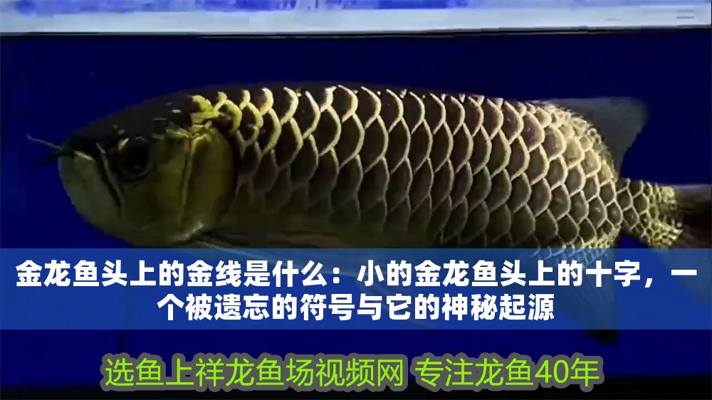 金龍魚頭上的金線是什么：小的金龍魚頭上的十字，一個被遺忘的符號與它的神秘起源
