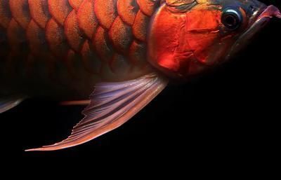 龍魚怎么休息