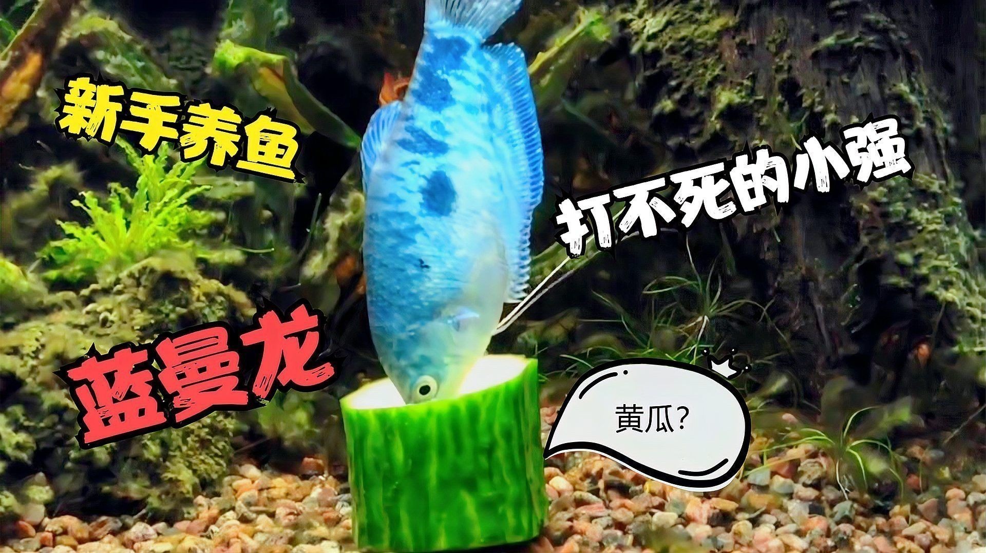 曼龍魚吃的多嗎怎么喂
