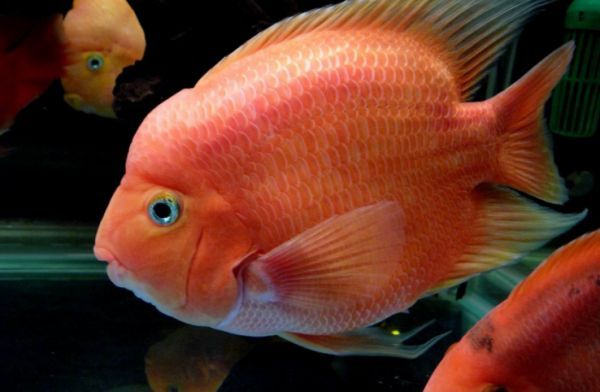 豬肉可以喂銀龍魚嗎（銀龍魚可以吃豬肉嗎，銀龍魚可以吃豬肉，但不意味著這是最佳選擇）