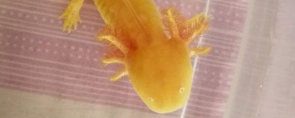龍魚二十度水溫會：龍魚在20度的水溫下可以暫時生存，但不是理想生活環境