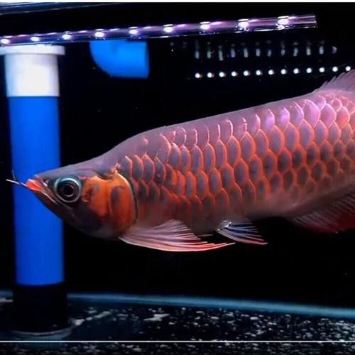 紅福龍魚圖片高清