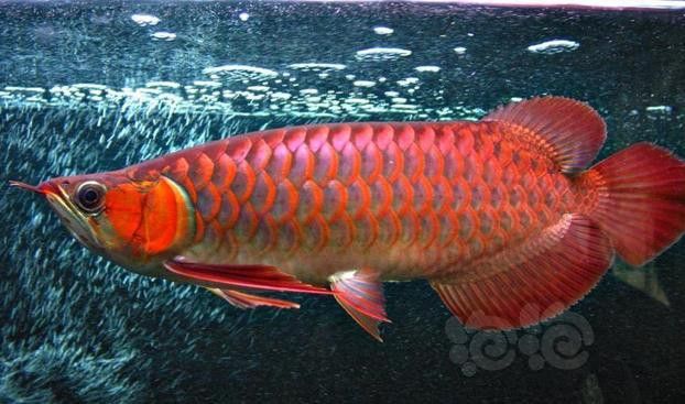 紅福龍魚圖片高清