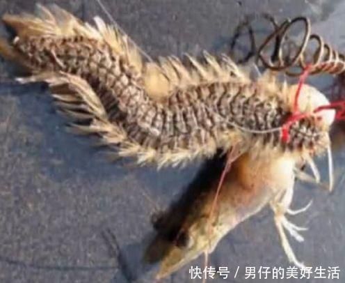 龍魚在什么情況下會死掉呢：導(dǎo)致龍魚死亡的原因