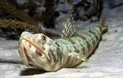 招財龍魚擺件擺放圖：龍頭魚在外形上與龍有一定的相似性，但市場上也有另一種長得像龍