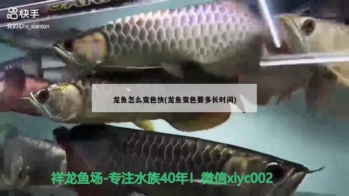 龍魚多少度的水溫合適：龍魚增色吃什么食物(如何自制龍魚增色飼料